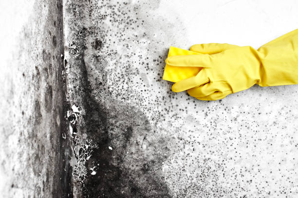 Best Attic Mold Removal  in Roanoke, IN